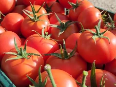 Domatet deri në 8.4$/kg në Shqipëri/ Mediat spanjolle: Shqipëria ndër vendet më të shtrenjta për domatet