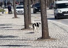 260 euro për një qen?! Plas debati në Vlorë: “Po qytetarët në nevojë?”