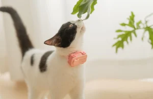 Telefon për qentë dhe mace/ Del PetPhone, pajisja që lejon kafshët të “telefonojnë” pronarët dhe monitoron shëndetin