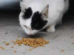 Veterinerët rrëzojnë mitin për macet/ “Jo dieta vegjetariane, nuk është e vërtetë që duan peshkun”