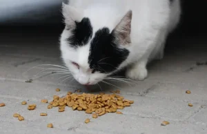Veterinerët rrëzojnë mitin për macet/ “Jo dieta vegjetariane, nuk është e vërtetë që duan peshkun”