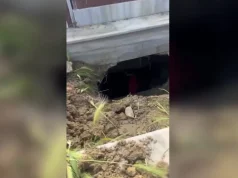 Doktor Frankeshtajni i Lushnjës. Ish-studenti ekselent i mjekësisë zhvarrosi eshtrat në varreza