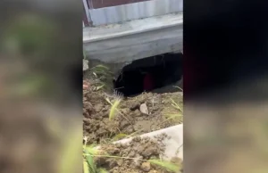 Doktor Frankeshtajni i Lushnjës. Ish-studenti ekselent i mjekësisë zhvarrosi eshtrat në varreza