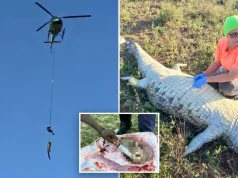 Krokodili transportohet me helikopter për kërkime makabre