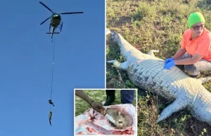 Krokodili transportohet me helikopter për kërkime makabre