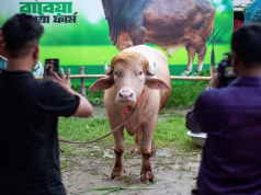 Bualli “Donald Trump” shpëton nga therja/ U bë viral në Bangladesh për flokët që ngjanin me presidentin amerikan