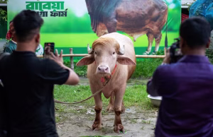 Bualli “Donald Trump” shpëton nga therja/ U bë viral në Bangladesh për flokët që ngjanin me presidentin amerikan