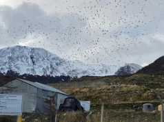 “Fundi i Botës” mohon të jetë Zona Zero e hantavirusit/ Ushuaia në alarm pas dyshimeve për shpërthimin në “MV Hondius”