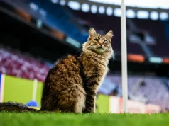 “Macja VIP” pushton finalen e Europa League/ Tifozët çmenden pas “banorit” të stadiumit në Stamboll