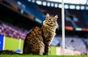 “Macja VIP” pushton finalen e Europa League/ Tifozët çmenden pas “banorit” të stadiumit në Stamboll