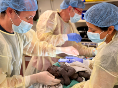 Lindje e rrallë te gorillat/ Kopshti zoologjik në SHBA kryen “C-section” për herë të parë