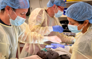 Lindje e rrallë te gorillat/ Kopshti zoologjik në SHBA kryen “C-section” për herë të parë