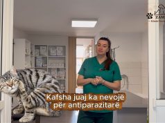 “Antiparazitarët nuk janë luks/ Veterinerja Zemani shpjegon rrezikun e fshehur në shtëpi (Video)