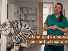 “Antiparazitarët nuk janë luks/ Veterinerja Zemani shpjegon rrezikun e fshehur në shtëpi (Video)