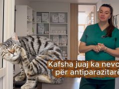 “Antiparazitarët nuk janë luks/ Veterinerja Zemani shpjegon rrezikun e fshehur në shtëpi edhe për kafshët që nuk dalin kurrë jashtë (Video)