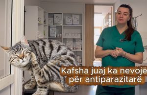 “Antiparazitarët nuk janë luks/ Veterinerja Zemani shpjegon rrezikun e fshehur në shtëpi edhe për kafshët që nuk dalin kurrë jashtë (Video)