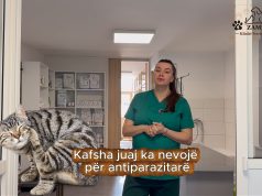 “Antiparazitarët nuk janë luks/ Veterinerja Zemani shpjegon rrezikun e fshehur në shtëpi (Video)