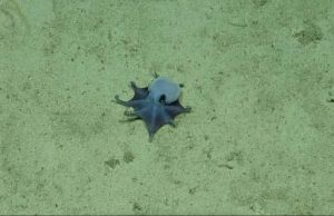 “Duket si lodër pelushi”/ Shkencëtarët zbulojnë një specie të re oktapodi blu. Është aq i vogël sa futet në pëllëmbën e dorës