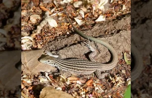 Speciet pa meshkuj, zbulimi që sfidon ligjet e natyrës/ Shkencëtarët zbulojnë si disa peshq dhe hardhuca riprodhohen vetëm me femra