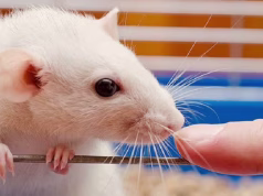 “Proteina e rinisë”/ Shkencëtarët rikthejnë forcën e minjve të moshuar, zbulimi që mund të ndryshojë plakjen