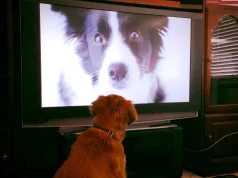 Kina prezanton “PetTV”/ Kanali streaming vetëm për qen dhe mace, funksionon 24 orë në ditë