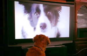 Kina prezanton “PetTV”/ Kanali streaming vetëm për qen dhe mace, funksionon 24 orë në ditë