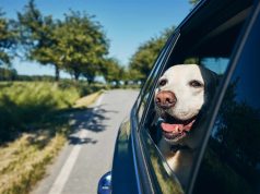 Rripa sigurimi edhe për kafshët/ Shumica e pronarëve i transportojnë në makinë pa masa sigurie