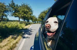 Rripa sigurimi edhe për kafshët/ Shumica e pronarëve i transportojnë në makinë pa masa sigurie