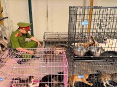 (Video) Nuk ishin vetëm mace rruge/ 400 u shpëtuan nga therja në Vietnam, mbi 40 rikthehen te pronarët