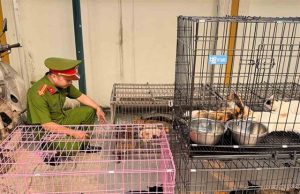 (Video) Nuk ishin vetëm mace rruge/ 400 u shpëtuan nga therja në Vietnam, mbi 40 rikthehen te pronarët