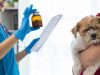 Ekspertët: Vaksinimi i kafshëve është çështje e shëndetit publik. Kujdesi veterinar mund të kursejë miliarda euro në vit