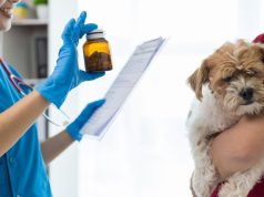 Ekspertët: Vaksinimi i kafshëve është çështje e shëndetit publik. Kujdesi veterinar mund të kursejë miliarda euro në vit