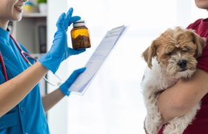 Ekspertët: Vaksinimi i kafshëve është çështje e shëndetit publik. Kujdesi veterinar mund të kursejë miliarda euro në vit