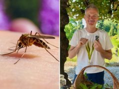 Beteja e përvitshme me mushkonjat/ Ekspertët: si t’i mbani larg me metoda natyrale gjatë verës