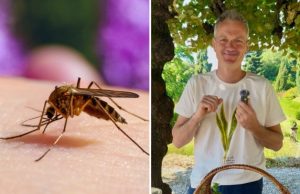 Beteja e përvitshme me mushkonjat/ Ekspertët: si t’i mbani larg me metoda natyrale gjatë verës