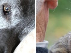 Kriza e vitit të shtatë te kafshët. Veterinerët paralajmërojnë: Qentë dhe macet hyjnë në moshën e tretë më herët nga sa mendojnë pronarët