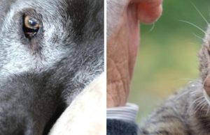 Kriza e vitit të shtatë te kafshët. Veterinerët paralajmërojnë: Qentë dhe macet hyjnë në moshën e tretë më herët nga sa mendojnë pronarët