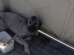 E tërhoqën zvarrë pas makinës, qeni i dhunuar në Kavajë shpëton për mrekulli
