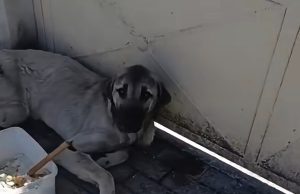 E tërhoqën zvarrë pas makinës, qeni i dhunuar në Kavajë shpëton për mrekulli
