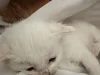Alarm për braktisjen e kafshëve, kotele të hedhura në plehra dhe të mbyllura në thasë