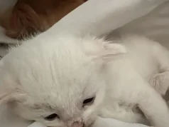 Alarm për braktisjen e kafshëve, kotele të hedhura në plehra dhe të mbyllura në thasë