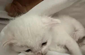 Alarm për braktisjen e kafshëve, kotele të hedhura në plehra dhe të mbyllura në thasë