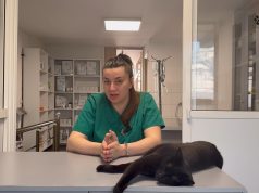 Macja nuk ankohet, por vuan! Veterinerja Eni Zemani: Mos i neglizhoni këto shenja (Video)