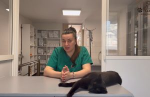 Macja nuk ankohet, por vuan! Veterinerja Eni Zemani: Mos i neglizhoni këto shenja (Video)