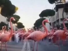 Balla ironizon protestën: “Nuk është më e flamingove, por e Saliut”