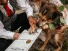 Qentë bëhen dëshmitarë në dasma! Ligji i ri në Ekuador befason botën
