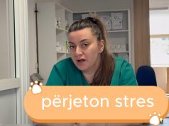Video/ Kafsha juaj është si një fëmijë 3-vjeçar! Veterinerja tregon si e përjetojn ndarjen, zhurmat dhe ndryshimet