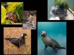Australia, “kryeqyteti” botëror i zhdukjes së specieve: një marsupial i rrallë rikthen shpresën