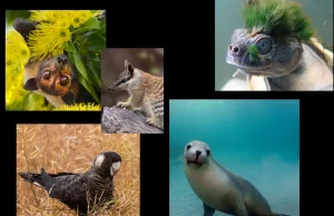 Australia, “kryeqyteti” botëror i zhdukjes së specieve: një marsupial i rrallë rikthen shpresën