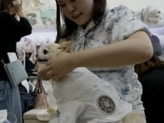 Vapë edhe për kafshët/ Japonia krijon kostumin freskues me ventilator për qentë